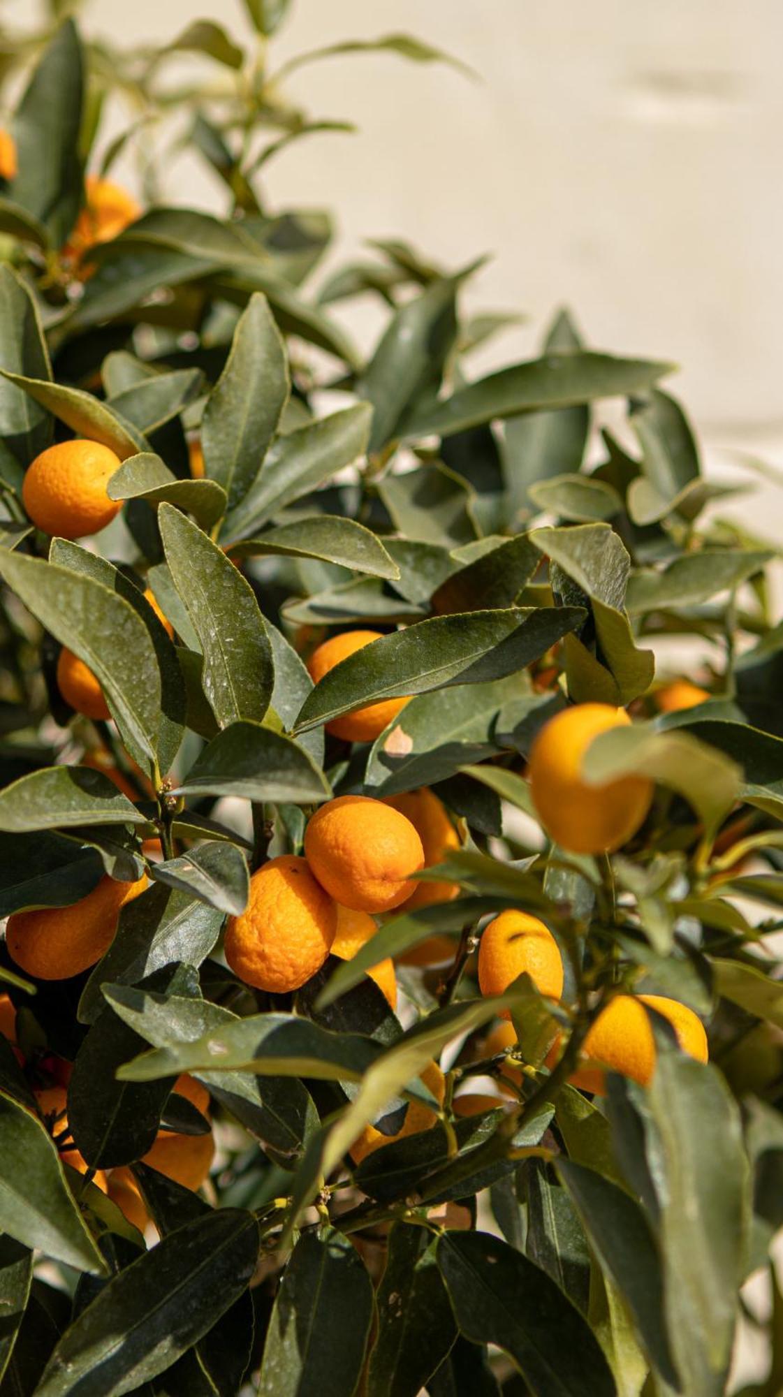 Masseria Lilei Lizzanello Ngoại thất bức ảnh